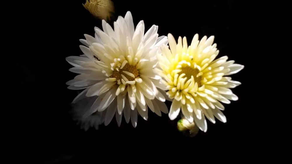 沉痛哀悼，深切緬懷江澤民同志